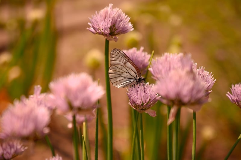 Butterfly Effect Management